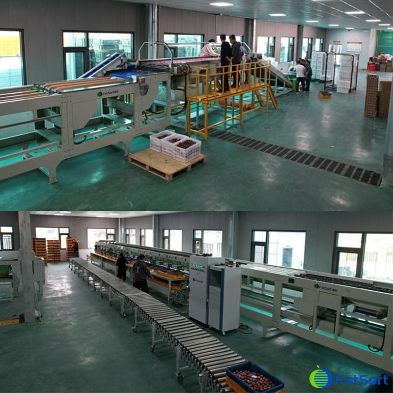 automatic fruit sorting machine.jpg automatic fruit sorting machine.jpg